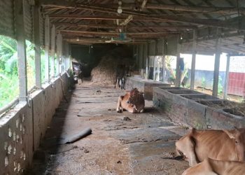 সখিপুরে বণিক সমিতির সভাপতির খামারে পশু চুরি