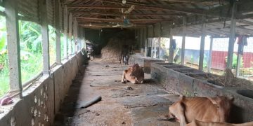 সখিপুরে বণিক সমিতির সভাপতির খামারে পশু চুরি
