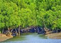 তিন মাস পর পর্যটকদের জন্য খুলছে সুন্দরবন
