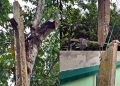 টাঙ্গাইলে ভাঙা খুঁটি গাছে বেঁধে চলছে বিদ্যুৎ সরবরাহ: দুর্ঘটনার শঙ্কা