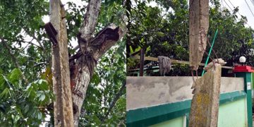 টাঙ্গাইলে ভাঙা খুঁটি গাছে বেঁধে চলছে বিদ্যুৎ সরবরাহ: দুর্ঘটনার শঙ্কা