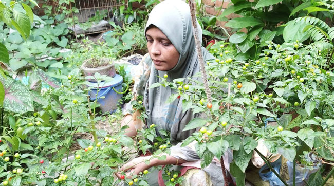 কুমিল্লায় চাষ হচ্ছে বিশ্বের দামি মরিচ ‘চারাপিতা’
