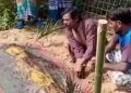 সাপের কামড়ে মৃত নারীকে ‘জীবিত’ করতে কবরে ওঝার ঝাড়ফুঁক