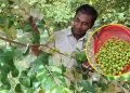 সখীপুরে ৫০ একরজুড়ে মোসলেমের বরই বাগান