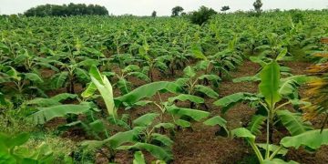 ঘাটাইলে আড়াই হাজার গজারি গাছ কেটে বন বিভাগের জমিতে কলাবাগান