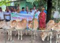 গোপালপুরে সুবিধাবঞ্চিত পরিবারের মাঝে বিনামূল্যে বকনা গরু বিতরণ