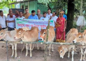 গোপালপুরে সুবিধাবঞ্চিত পরিবারের মাঝে বিনামূল্যে বকনা গরু বিতরণ