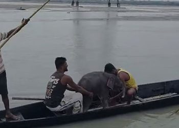 তিস্তায় ভেসে যাওয়া হাতিশাবককে ৩ কিলোমিটার পিছু নিয়ে উদ্ধার