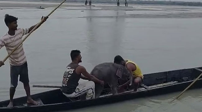 তিস্তায় ভেসে যাওয়া হাতিশাবককে ৩ কিলোমিটার পিছু নিয়ে উদ্ধার