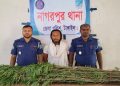 নাগরপুরে বসতবাড়ির ভিটায় গাঁজা চাষ: ৫টি গাছসহ গ্রেপ্তার ১