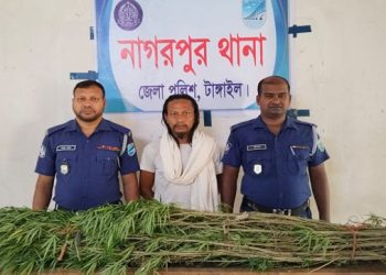 নাগরপুরে বসতবাড়ির ভিটায় গাঁজা চাষ: ৫টি গাছসহ গ্রেপ্তার ১